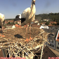 10_45-nest.jpg