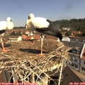 10_50-nest.jpg