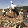 10_55-nest.jpg
