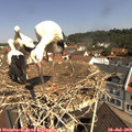 11_00-nest.jpg