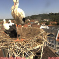 11_05-nest.jpg