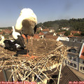 11_10-nest.jpg