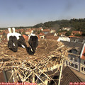 11_15-nest.jpg