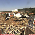 11_20-nest.jpg
