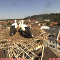 11_25-nest.jpg