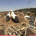 11_30-nest.jpg