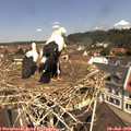 11_35-nest.jpg