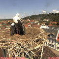 11_40-nest.jpg