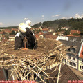 11_45-nest.jpg