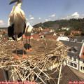 11_50-nest.jpg