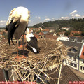 11_55-nest.jpg