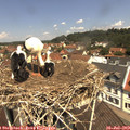 12_00-nest.jpg