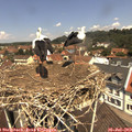 12_05-nest.jpg