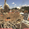 12_10-nest.jpg