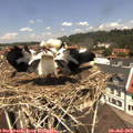 12_15-nest.jpg