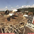 12_20-nest.jpg
