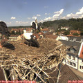 12_25-nest.jpg