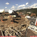 12_35-nest.jpg