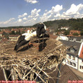 12_45-nest.jpg