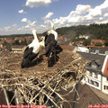 12_50-nest.jpg