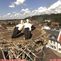 12_55-nest.jpg