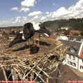 13_00-nest.jpg