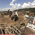 13_05-nest.jpg
