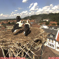 13_10-nest.jpg