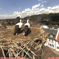 13_15-nest.jpg