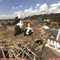 13_20-nest.jpg