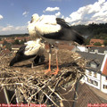 13_25-nest.jpg