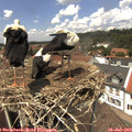 13_30-nest.jpg