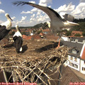 13_35-nest.jpg