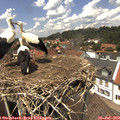 13_40-nest.jpg