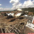 13_45-nest.jpg
