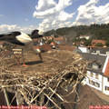 13_50-nest.jpg