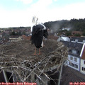 14_00-nest.jpg