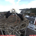 14_05-nest.jpg
