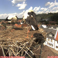 14_10-nest.jpg