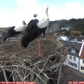 14_15-nest.jpg