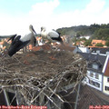 14_20-nest.jpg