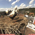14_25-nest.jpg