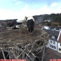 14_30-nest.jpg