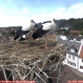 14_35-nest.jpg