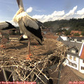 14_40-nest.jpg