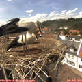14_45-nest.jpg