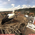 14_50-nest.jpg