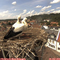 15_00-nest.jpg