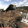 15_10-nest.jpg