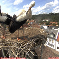 15_15-nest.jpg